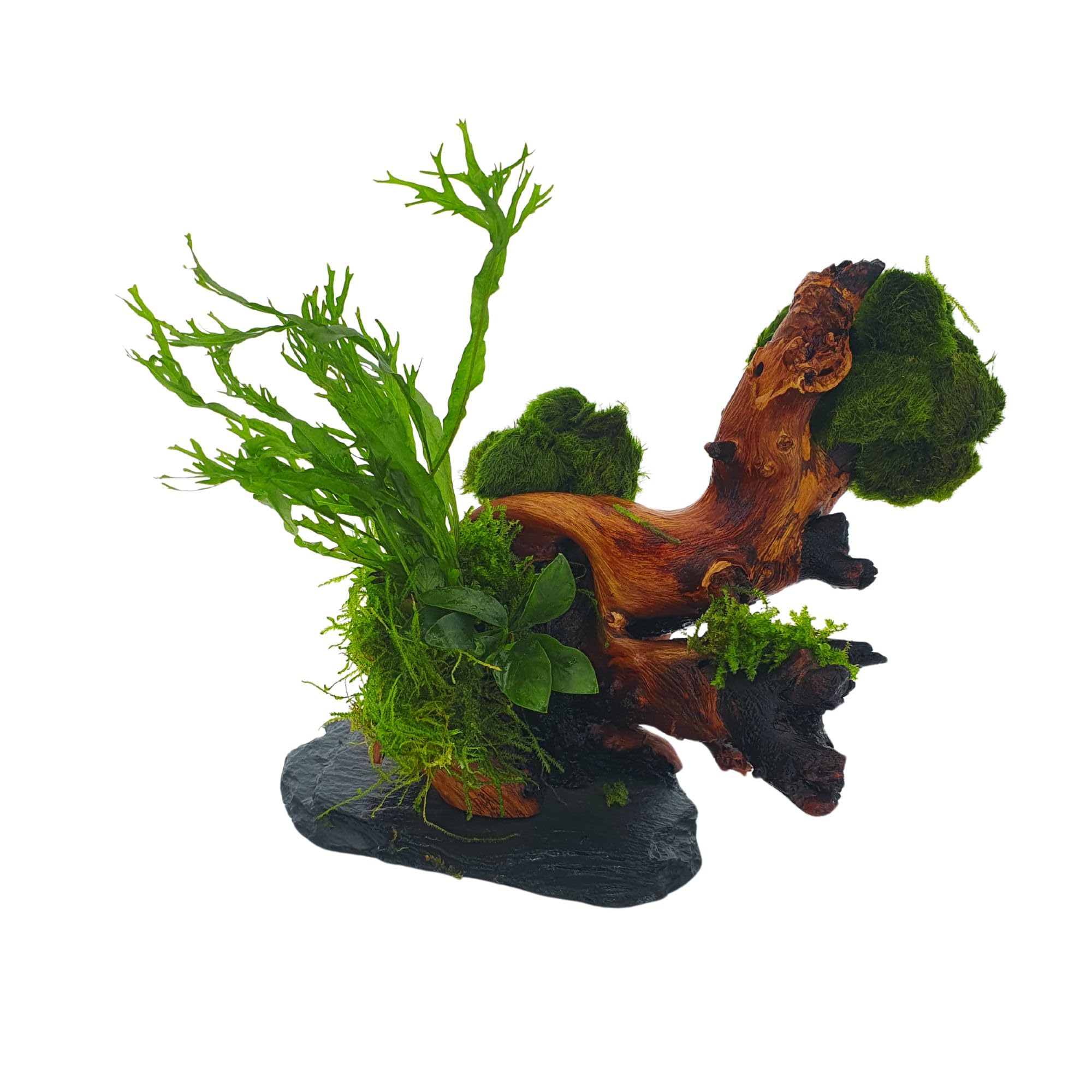Wurzel fr Aquarium Garnelenbumchen Moorwurzel Aquarium Wurzel Bonsai  ca.20 cm Mangrove (Mopani) bepflanzt auf Schiefer Wurzel mit Wasserpflanzen  (versch.) Abbildung hnlich : Amazon.de: Haustier