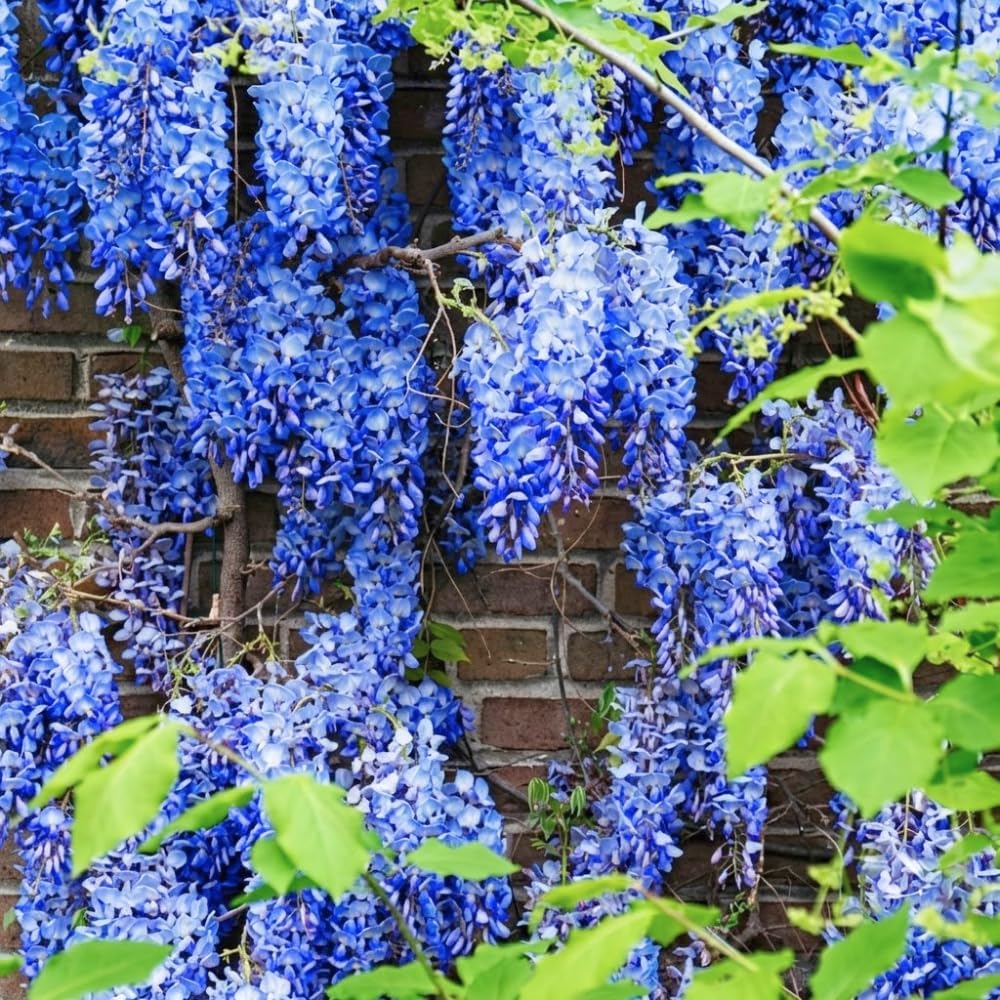 Blue Wisteria Live Plant, 2.5" Pot, Easy Care Flowering Vine, Decorative Climbing Plant for Home Landscapes and Trellises