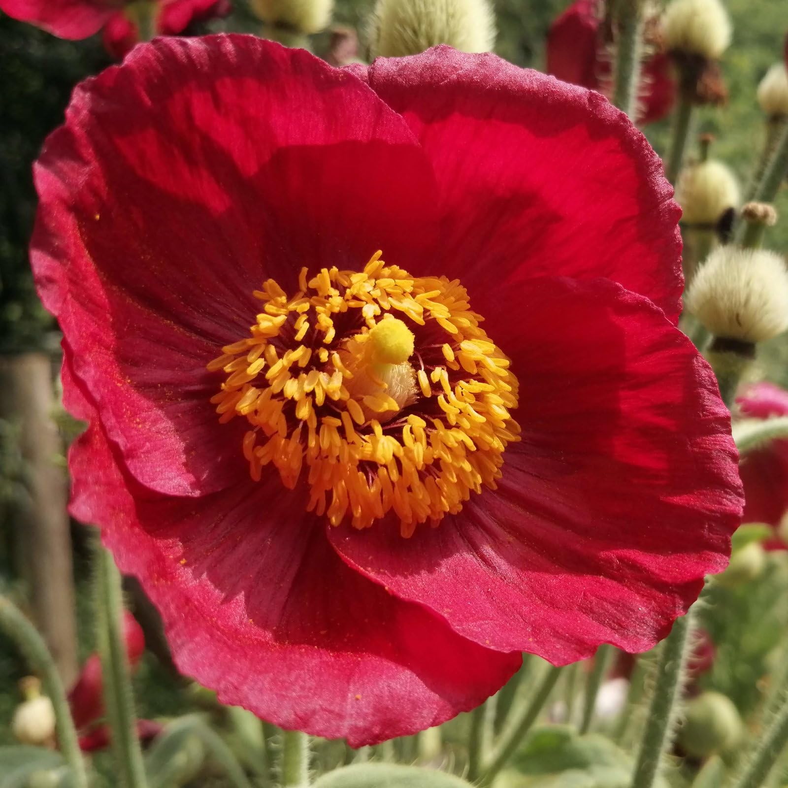 Plant World Seeds - Meconopsis Napaulensis Seeds (Perennial Flower Seeds)