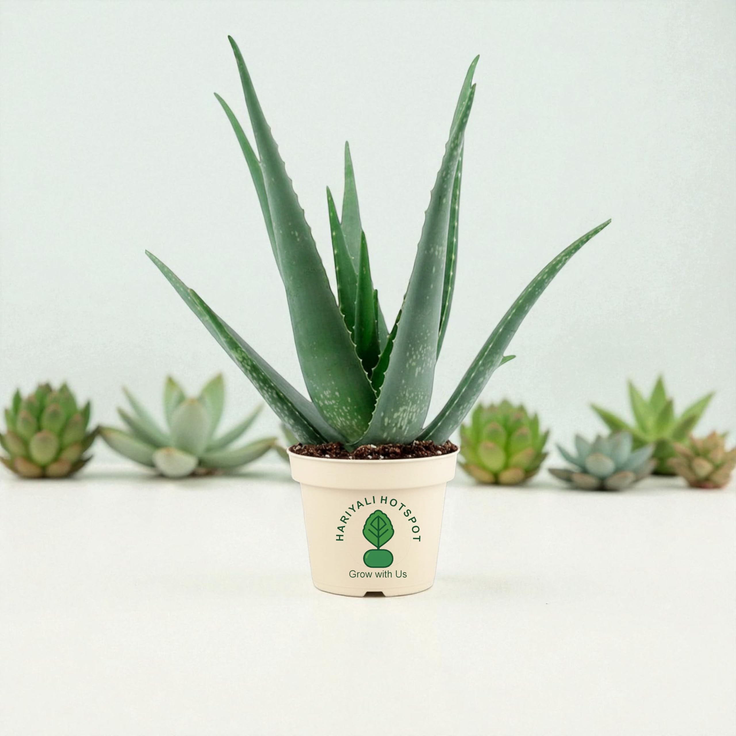 Premium Aloe Vera Plant | Medicinal Succulent Plants | Easy Care Indoor & Outdoor Plants-image-18