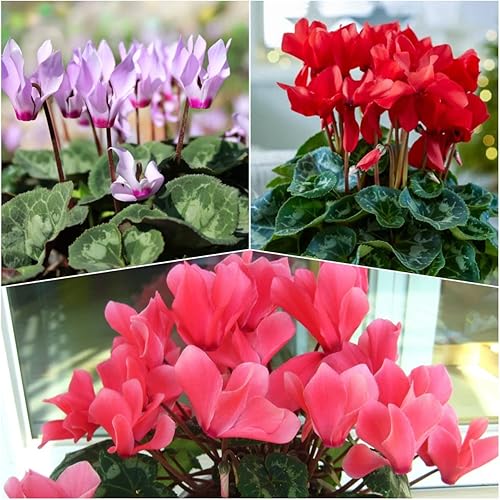 Miniatura 2 de 100 semillas de ciclamen para plantar, para exteriores o interiores, hermosas