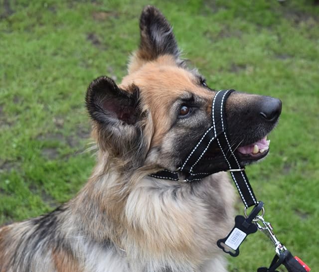 L&J Pets Uk Headcollar Set , Reflective Padded Head Collar and Lead Dog Training Halter Stops Dog Pulling Training Tool (Reflective Black, 1)