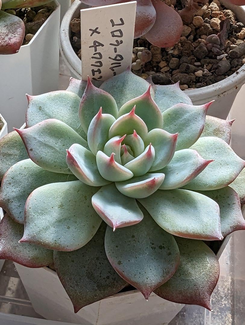 可 紅はるか苗☆ウイルスフリー 2000本 予約対応可 紅はるか苗