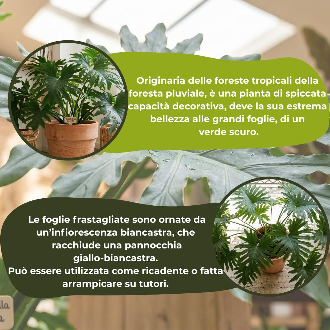 Philodendron Selloum (pianta della speranza) – vaso 24 cm – filodendro tropicale da interno, foglie grandi decorative