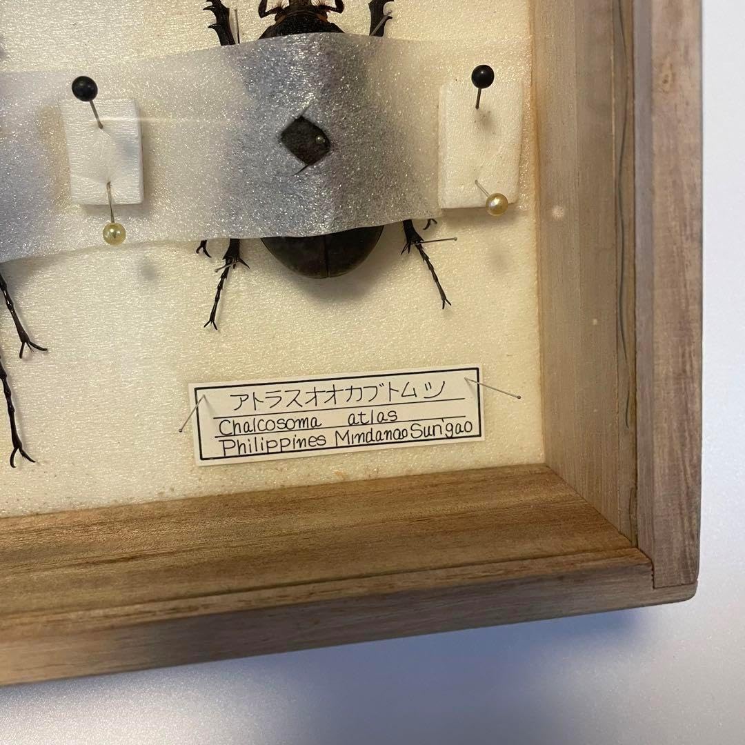 送料無料 明治期 中国伝説人物「苗龍」粉彩皿『大阪嶋津』在銘 送料無料 明治期 中国伝説人物「苗龍」粉彩皿『大阪嶋津』在銘