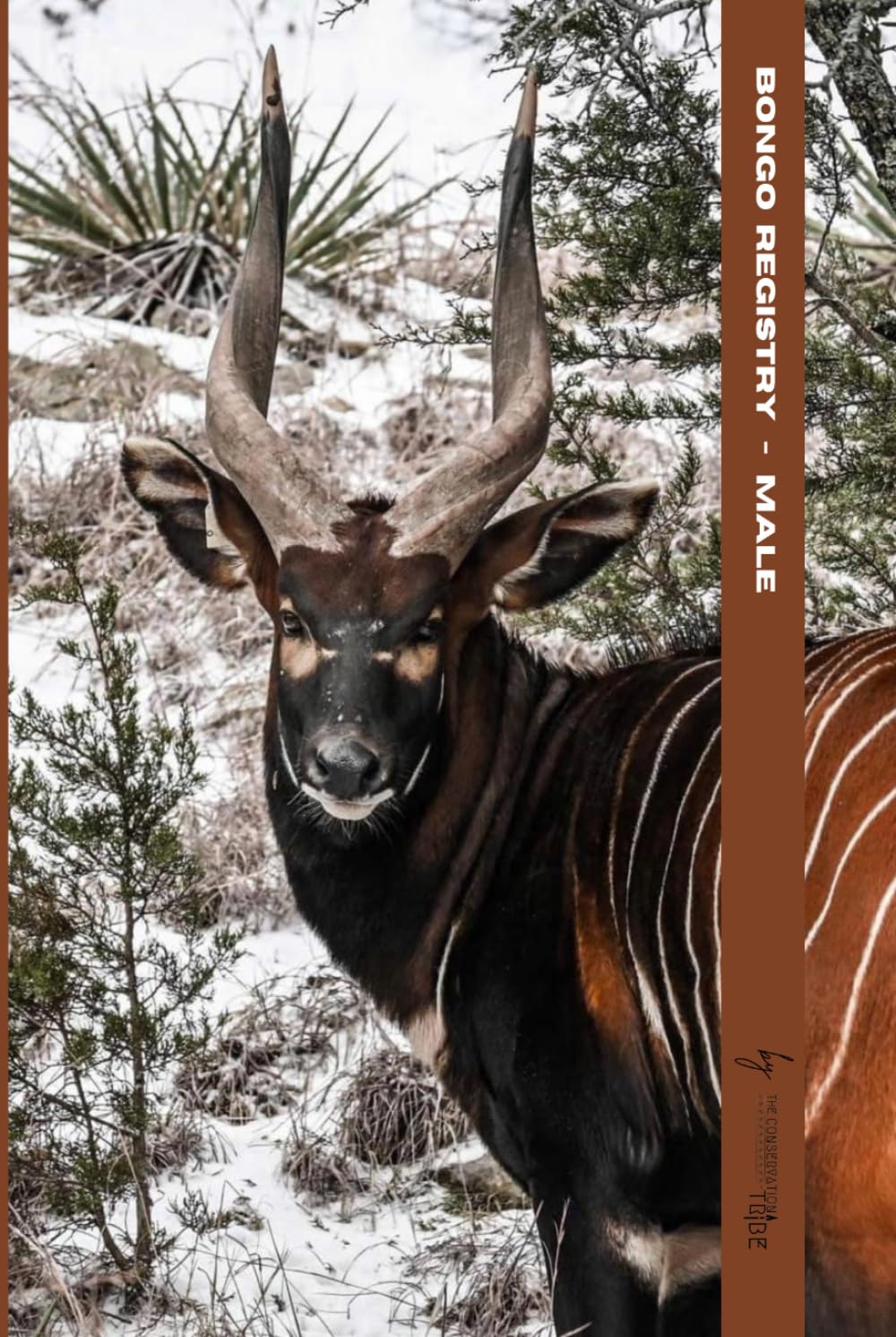 Bongo Registry Male carnet enregistrement bongo mâle bantilope