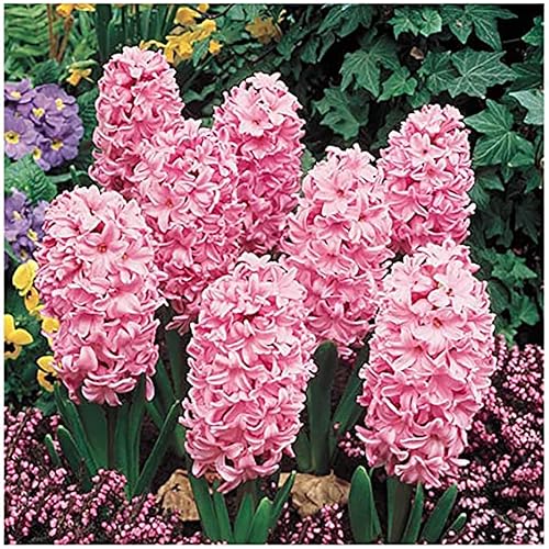 10 Fondant Pink Hyacinth Bulbs – Large 16-17cm Bulbs for Soft Pink, Fragrant Blooms – Perfect for Gardens, Borders, and Containers