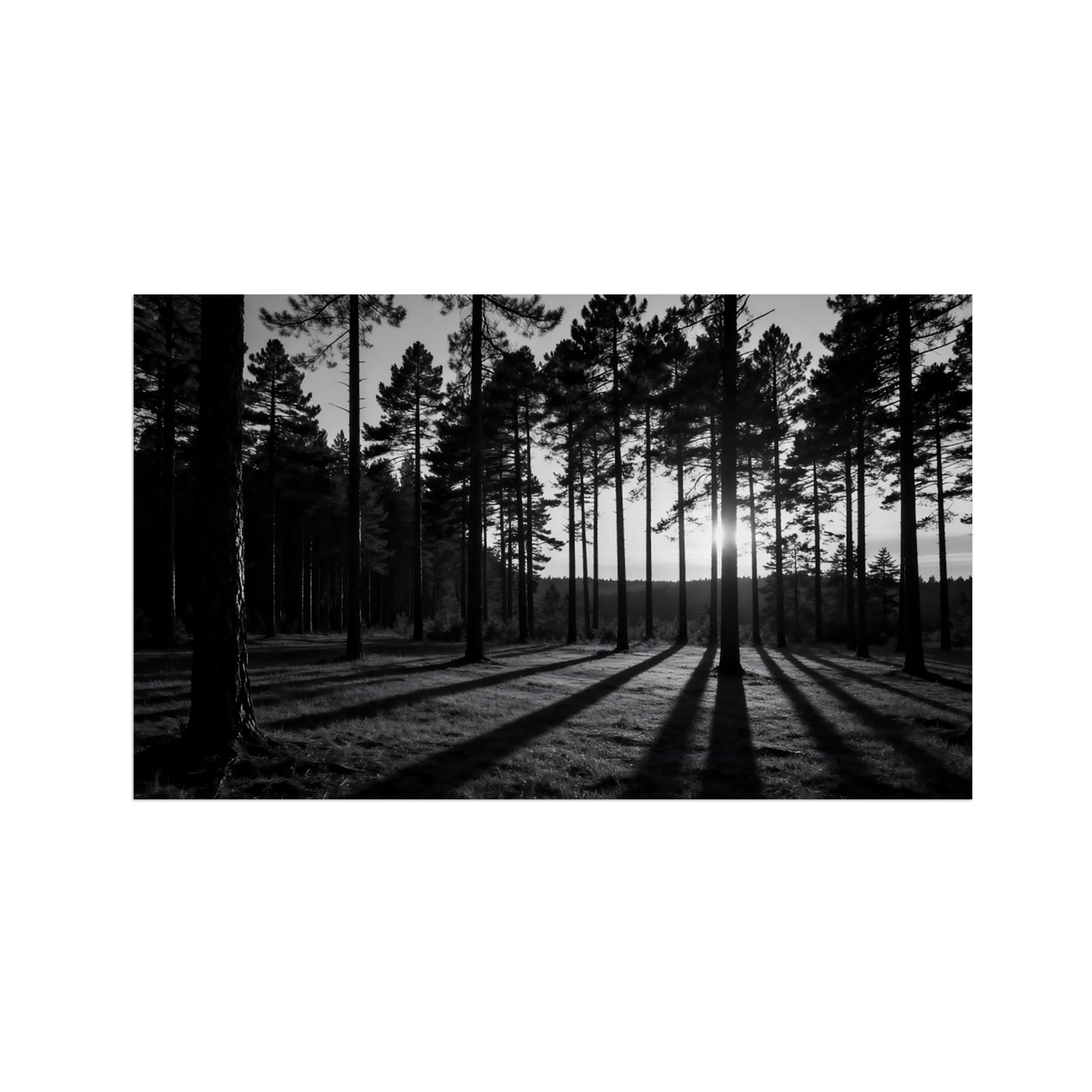 Forest Tree No.2 Black White Landscape Wall Art Prints 80x135cm Unframed