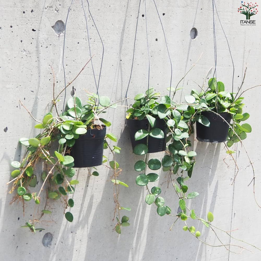 ホヤ　マチルダ　植え木鉢ごと PLANCHU 観葉植物 ホヤ マチルダ 4号吊り鉢 育て方説明書付き