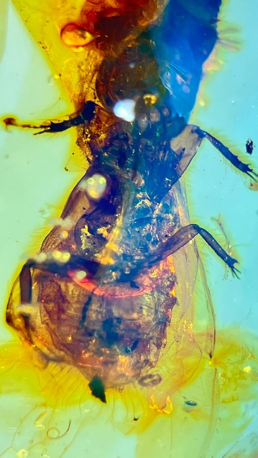 Burmese burmite Cretaceous Rare Scarab Insect Fossil Amber Myanmar