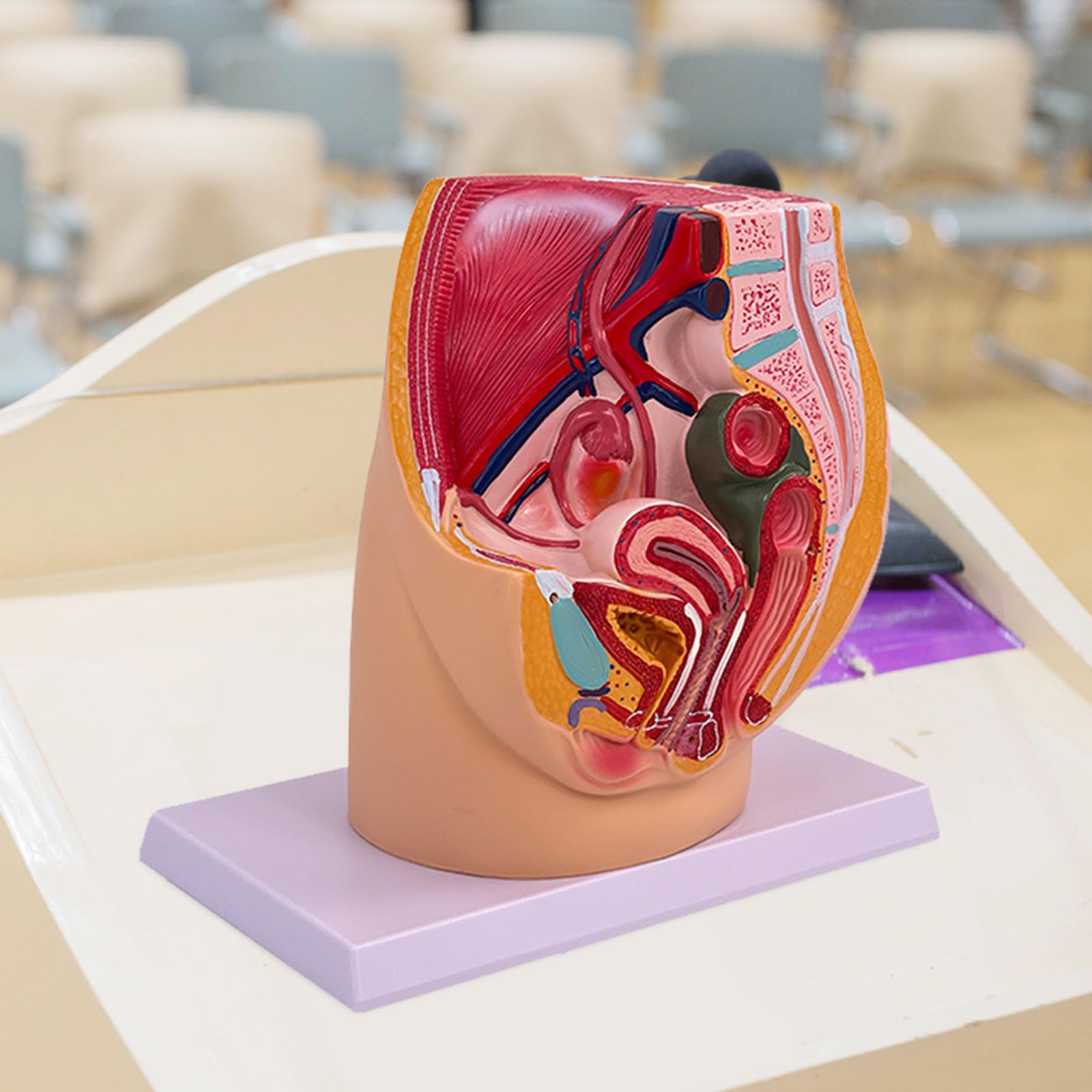 Gravidanza Femminile Modello di Anatomia Pelvica Anatomica Femminile Cavità Pelvica per Allenamento Ostetrico Impostazioni Cliniche Studio Anatomico