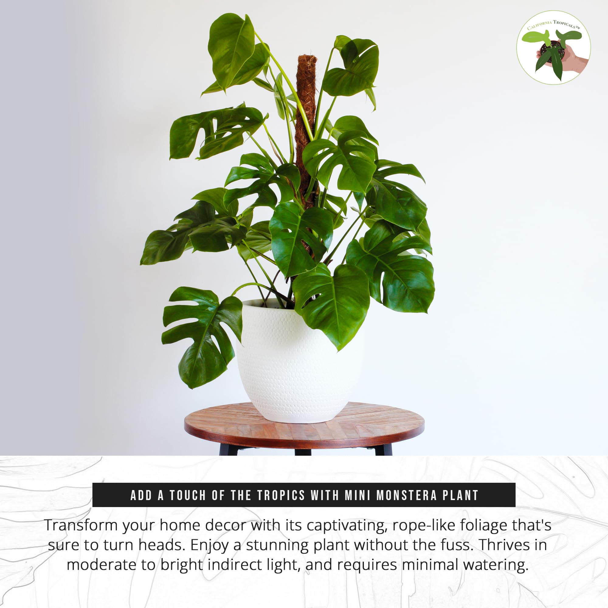 Amazon.com : California Tropicals Tetrasperma - The Rare Mini Monstera Plant,  Live 6" Indoor & Outdoor Houseplant, Easy Care & Purifying Air for Tiny  Homes & Office Interior Garden : Patio, Lawn