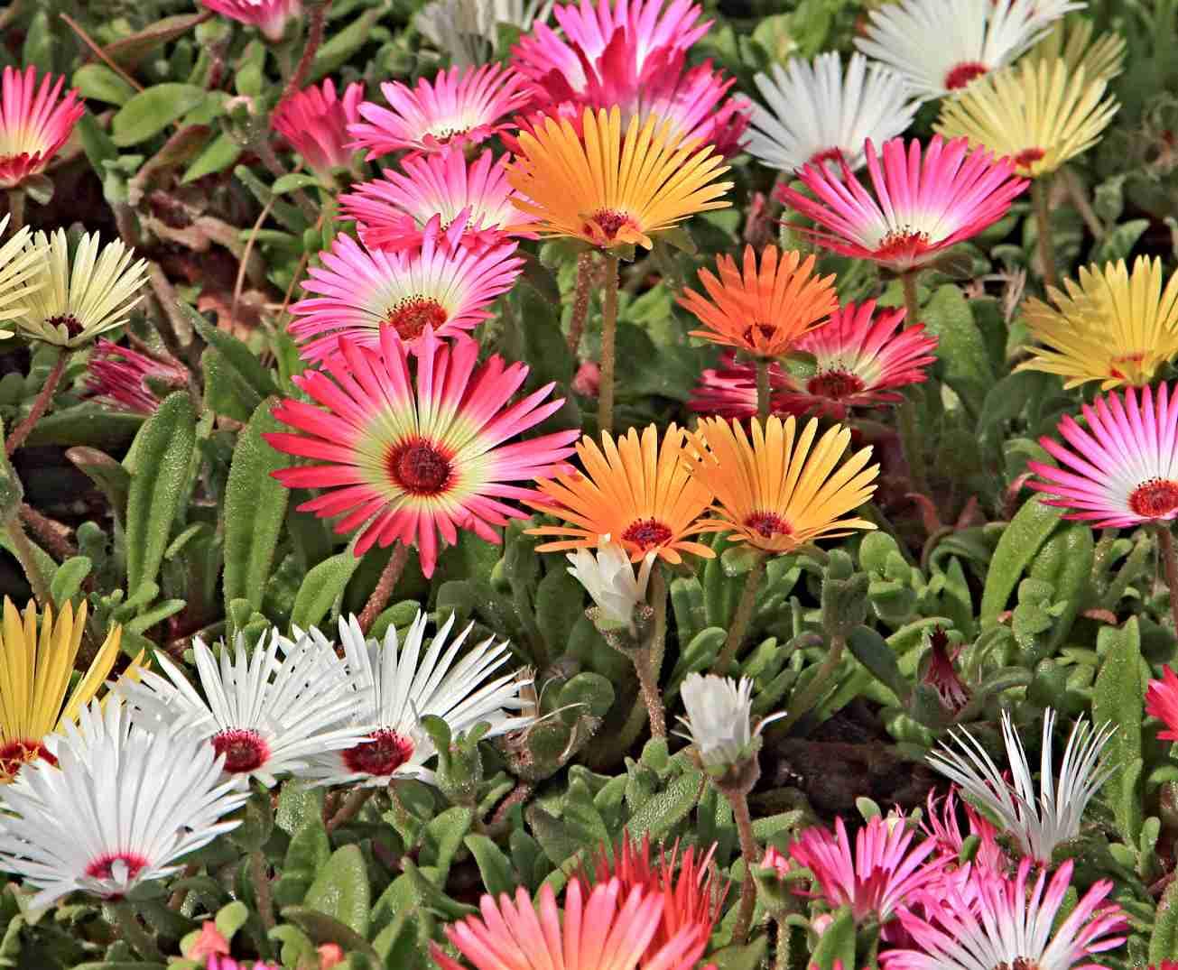 Mittagsblume Samen, Eiskrautblume, Livingstone Daisy, Dorotheanthus bellidiformis, Bodendecker (50.000 Samen)