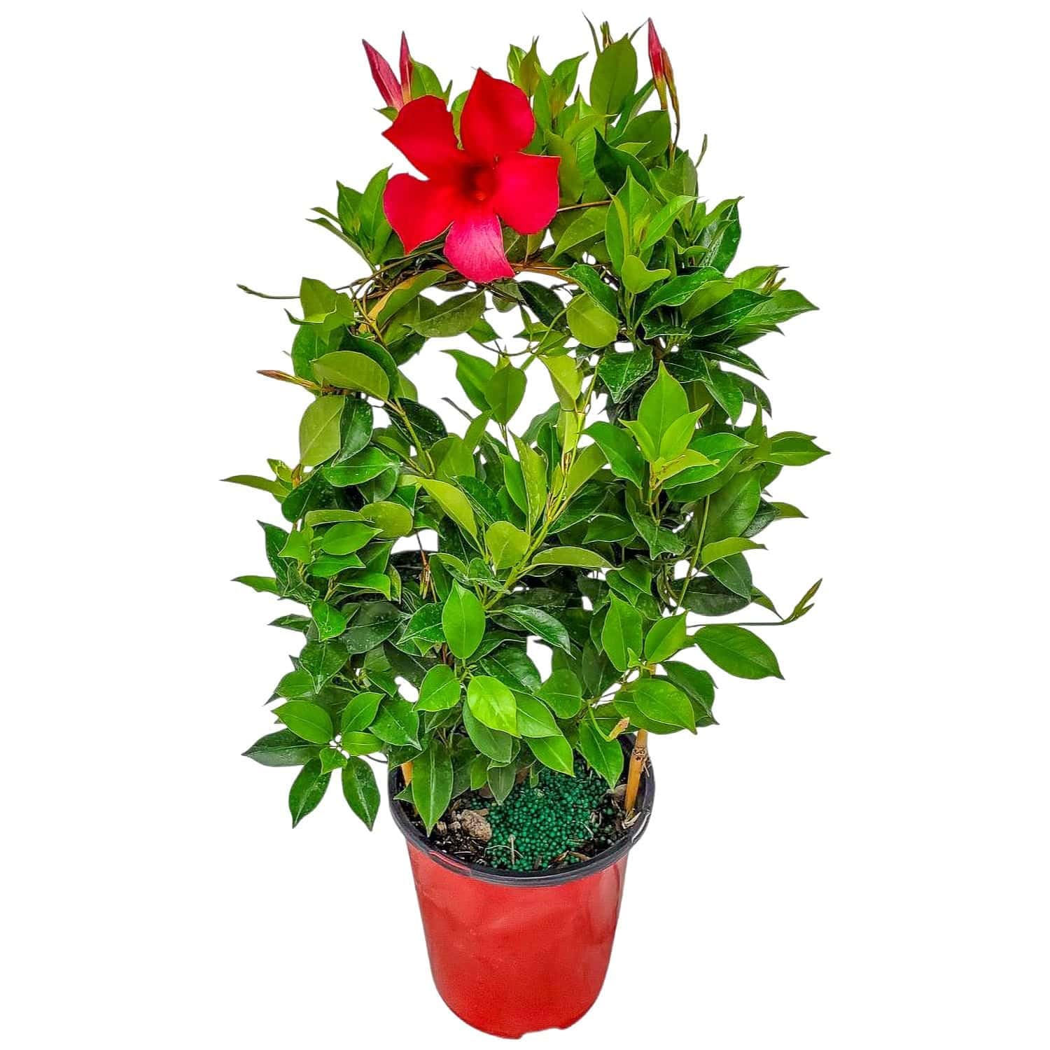 Red Dipladenia Trellis Live Plant