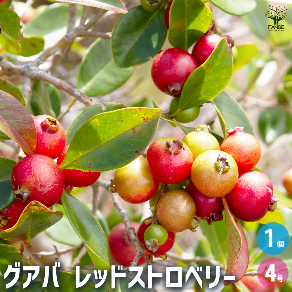 Amazon.co.jp: ITANSE グアバの苗木 レッドストロベリーグアバ 4