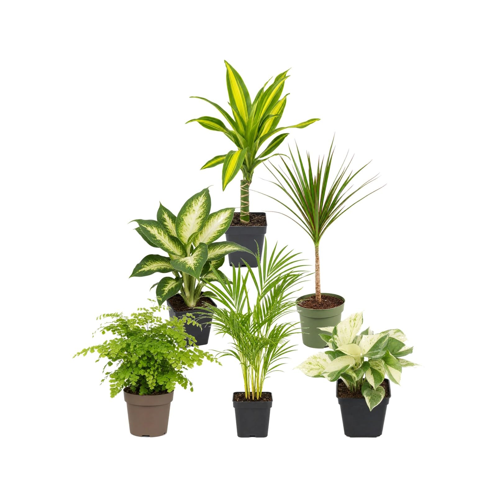 Pack 6 Plantas de Interior: Exposición Botánica Interior DECOALIVE