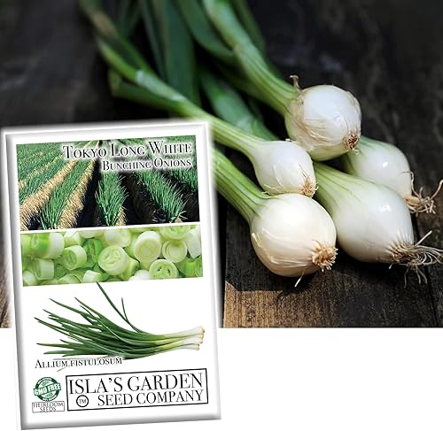 Miniatura 2 de Semillas de cebolla blanca larga de Tokio para plantar, más de 300 semillas tradicionales por paquete, semillas de jardín de Isla (semillas de