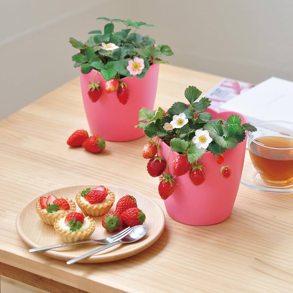 Amazon｜[ギフトに]栽培キット：摘みたてイチゴ栽培セット[苺 いちご