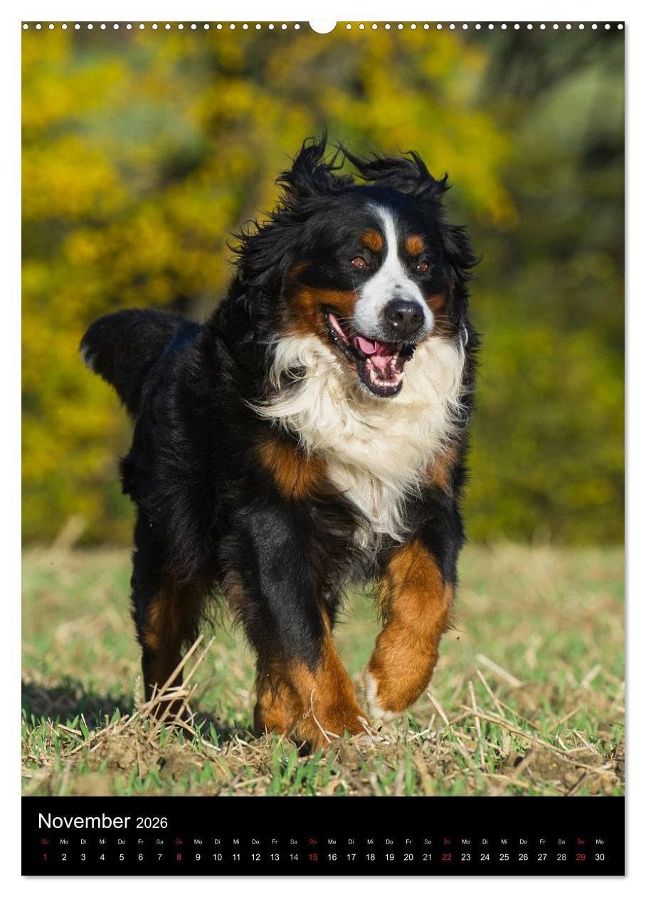 Faszination Berner Sennenhund (hochwertiger Premium Wandkalender 2026 DIN A2 hoch), Kunstdruck in Hochglanz: Auf 13 bezaubernden Fotos begleiten uns Berner Sennenhunde durch das Jahr (CALVENDO Tiere)
