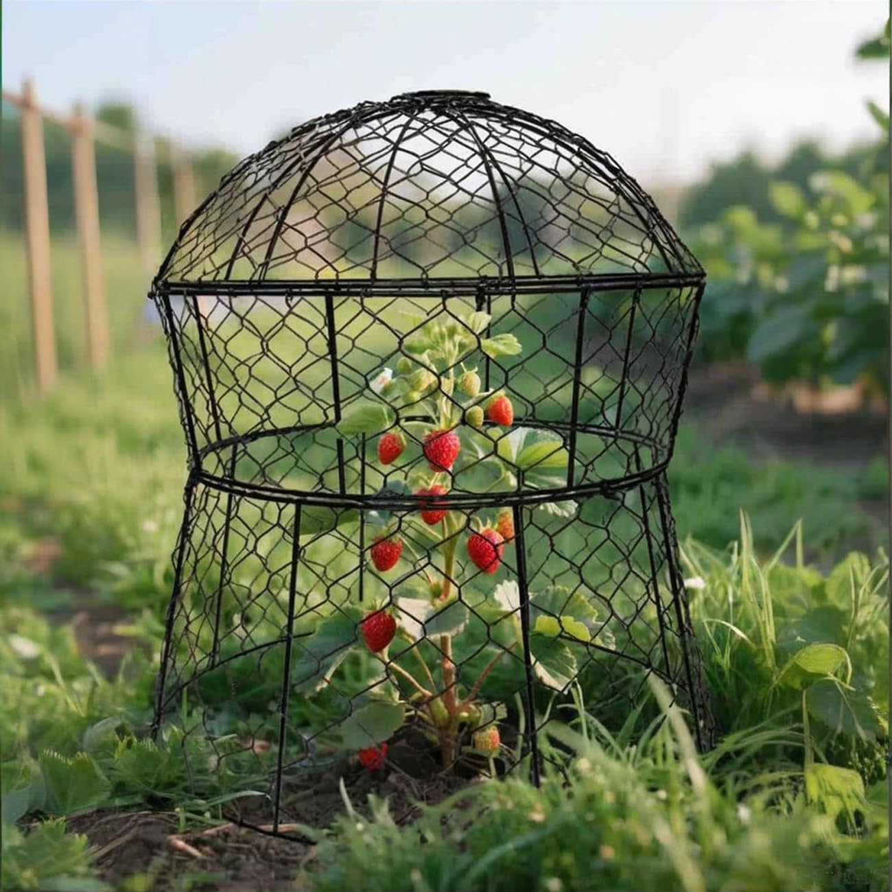 Lot de 6 cloches de jardin en métal pour plantes contre les animaux, cloches en fil de poulet, cages à plantes mises à jour pour plantes d'extérieur, légumes, semis, 33 x 35,6 cm