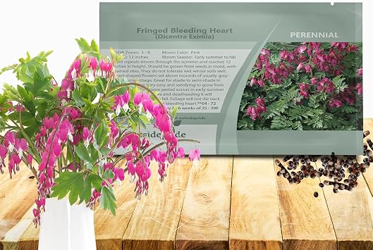 Outsidepride Fringed Bleeding Heart Dicentra Eximia Seeds - 100 Pcs. Perennial, Adaptable & Hardy, Flower Seeds for Planting Heart-Shaped Pink Blooms for Garden Beds, Borders & Container Displays