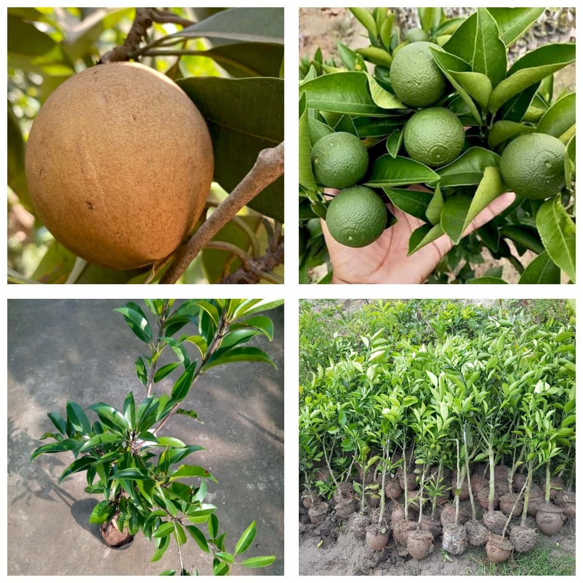 See full amazon price history chart for ONLINE PLANT BAZAR Alltime Chikoo Sapota Chiku Sapodilla Grafted Plant + Bari 1 Sweet Malta Mousambi Lemon Tree Grafted Live Plant(Combo Pack Of-2) Both Plant Height 1.5 Ft To 2 Ft ONLINE PLANT BAZAR Alltime Chikoo Sapota Chiku Sapodilla Grafted Plant + Bari 1 Sweet Malta Mousambi Lemon Tree Grafted Live Plant(Combo Pack Of-2) Both Plant Height 1.5 Ft To 2 Ft (B0CGNXR3BY) Amazon Price History, Amazon Price Tracker