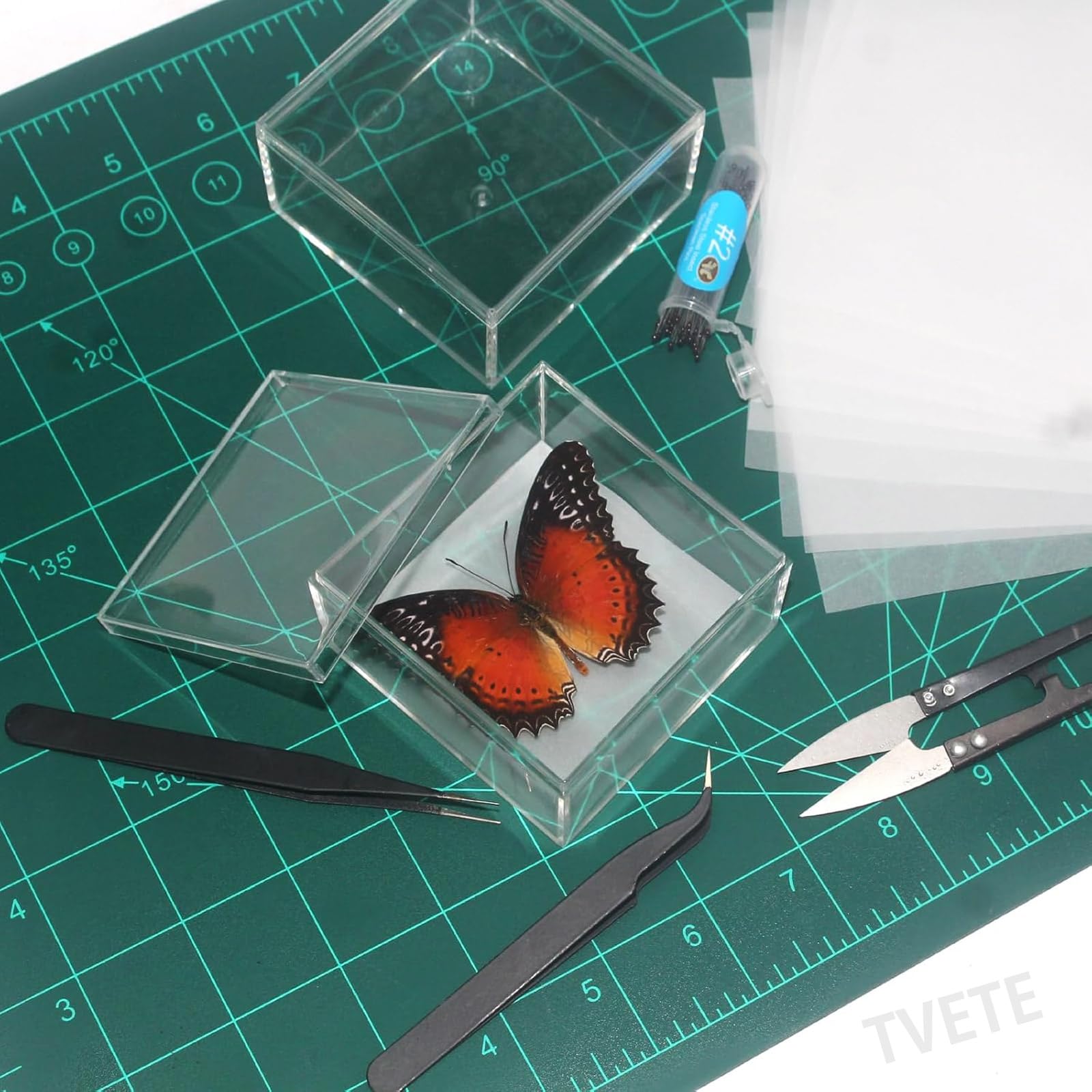 美麗 昆虫標本 セット Amazon | 昆虫標本キット - 昆虫検体キット、14.5x14.5x7.5cm 昆虫標本