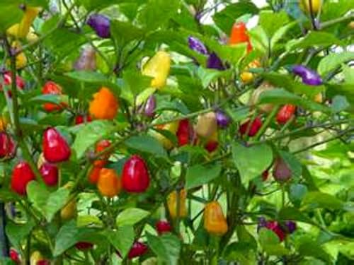 PIMIENTA CHINA DE 5 COLORES!