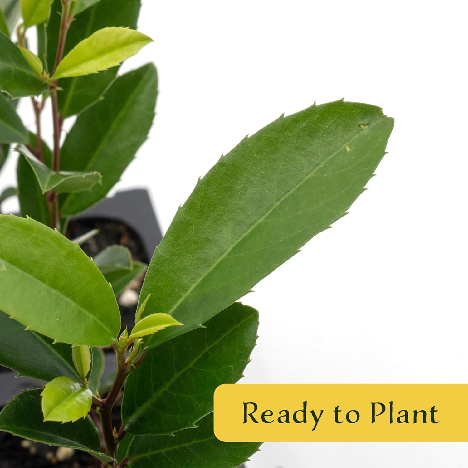 6 Carolina Cherry Laurel in 2.5” Nursery Cubes (Prunus caroliniana) | Evergreen Screening Shrub or Small Tree for Hedges, Borders & Wildlife | Ready-to-Plant Live Starter Plants