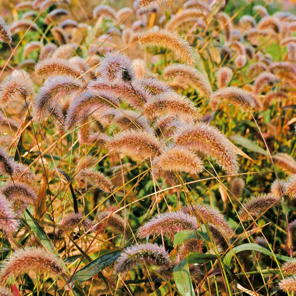Setaria Viridis ‘Caramel’ – Kew Flowerhouse Ornamental Grass Seeds | Fluffy Green to Buff-Pink Flowerheads | Half-Hardy Annual, 1 x Packet 150 Seeds, By Thompson & Morgan