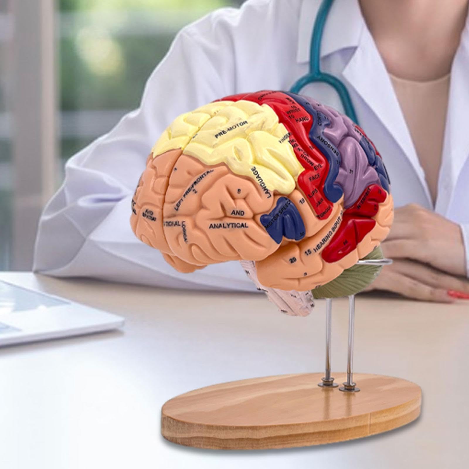 MagiDeal Cerebro Humano Agrandado 2X - Modelo Médico de Enseñanza Anatómicamente Preciso con Base, 4 Partes para Psicología