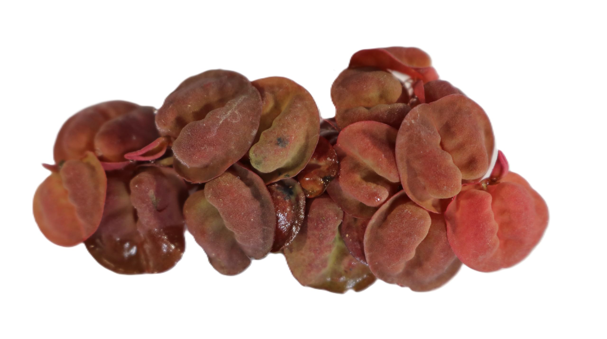 Live Aquarium Plant ¦ PHYLLANTHUS FLUITANS Red Root Floater' ¦ Tropical Floating Red Rooted High-Light Aquascaping Fish Tank Snail Free Freshwater Clusters (12)