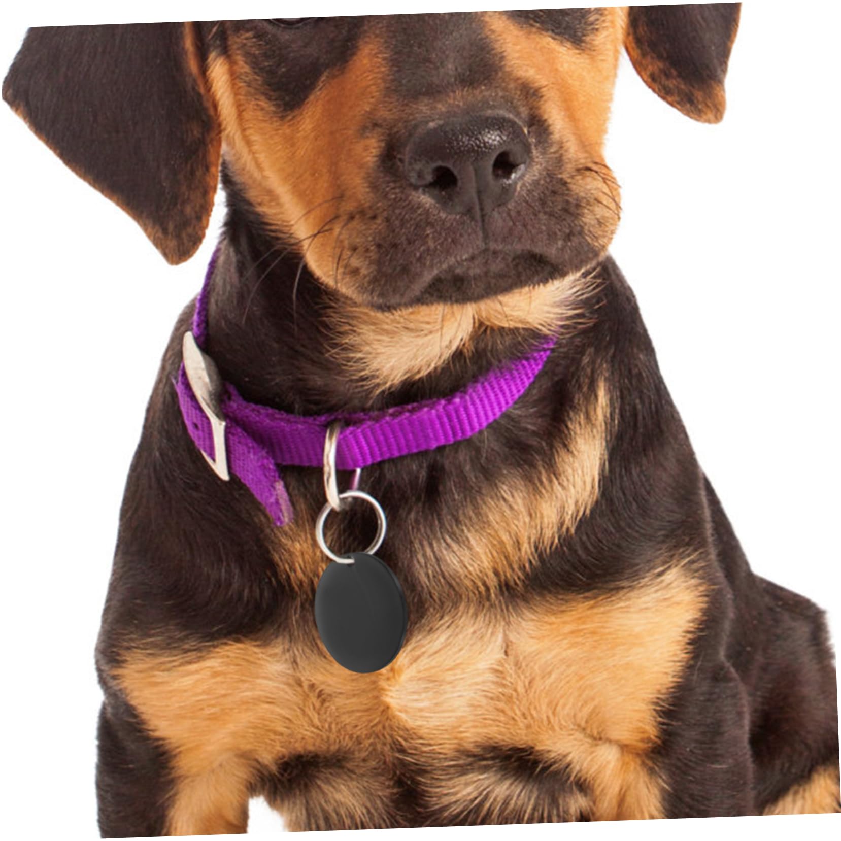 DOITOOL 4 Set Di Animali Domestici Piccola Etichetta Canino Identificazione Piastrina Per Cani in Acciaio Inossidabile Medagliette Per Cani in Acciaio Inossidabile Nero 6 Pezzi*4