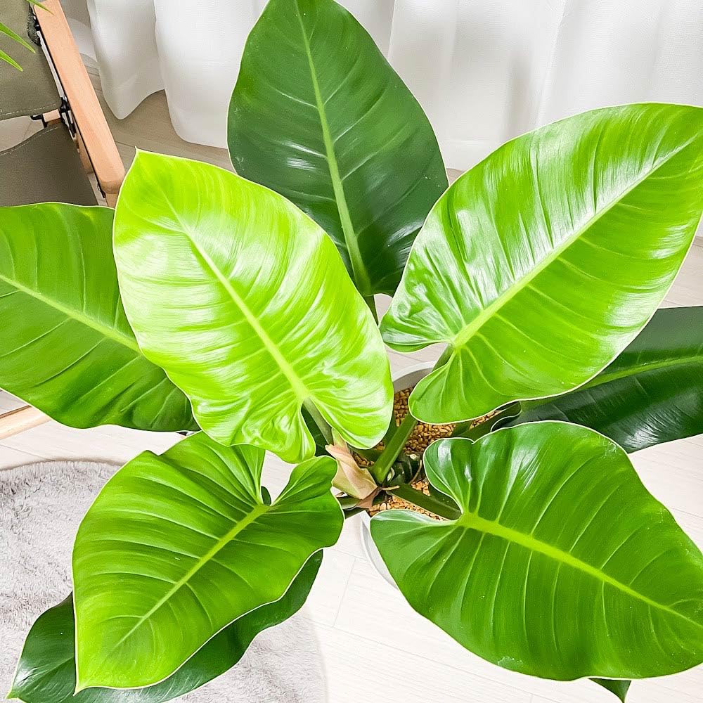 Amazon | PLANCHU 観葉植物 フィロデンドロン インペリアルグリーン 8 Amazon | PLANCHU 観葉植物 フィロデンドロン インペリアルグリーン 8