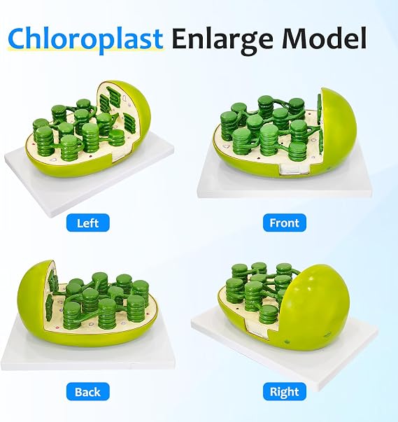 JNMFTD Chloroplast Model,Enlarged Lab Organelles Cut Away Section to Reveal Internal Structures hylakoid Stroma Amela Granum PVC Base for Science Classroom Study Display Teaching Medical Offices