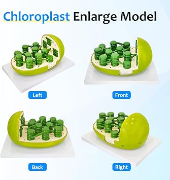 JNMFTD Chloroplast Model,Enlarged Lab Organelles Cut Away Section to Reveal Internal Structures hylakoid Stroma Amela Granum PVC Base for Science Classroom Study Display Teaching Medical Offices