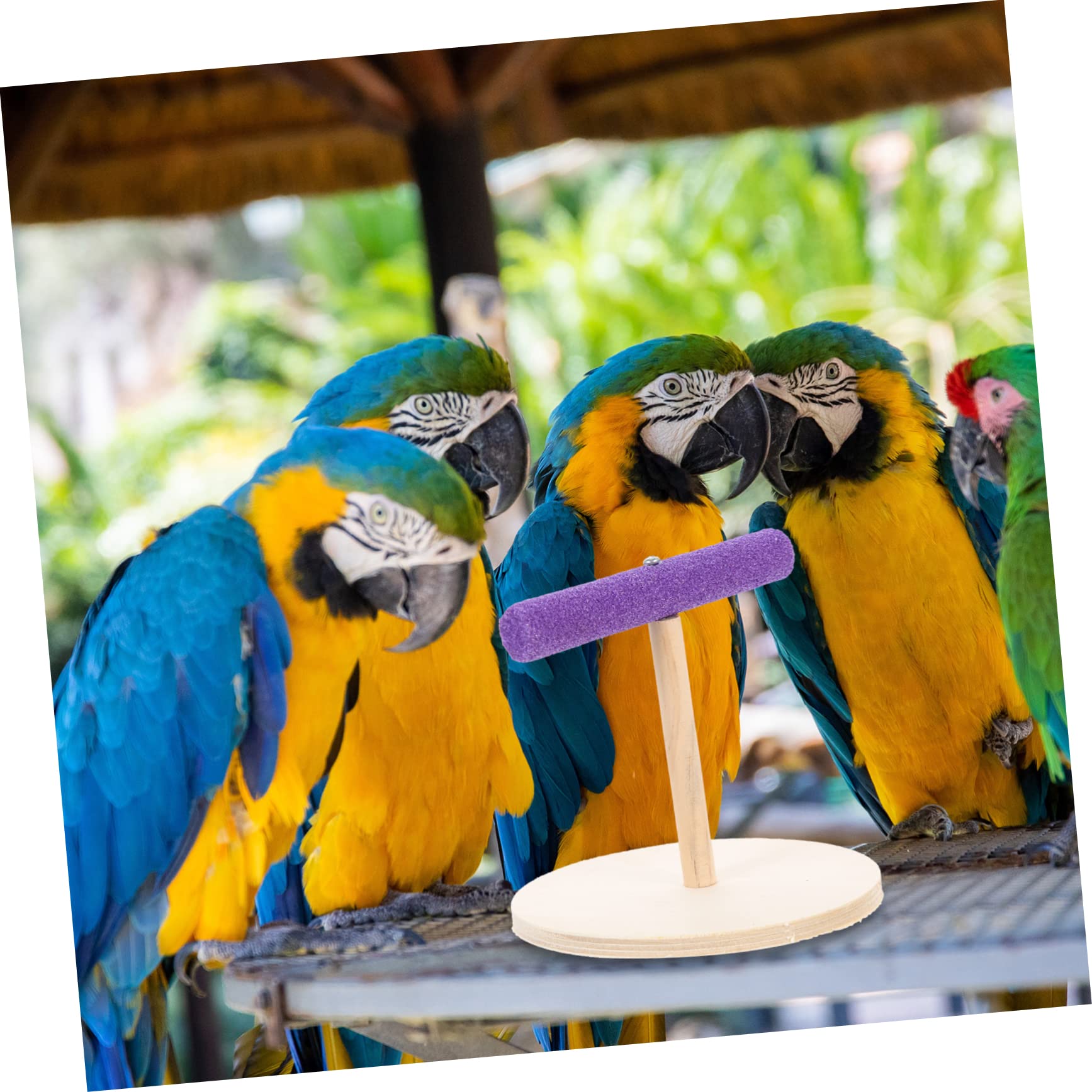 POPETPOP 5piezas Percha De Madera para Periquitos y Aves Pequeñas Juguete Interactivo De Oficina Diseño Seguro y Creativo para Aves Estilo Chic y Decorativo para Crear Cálidos