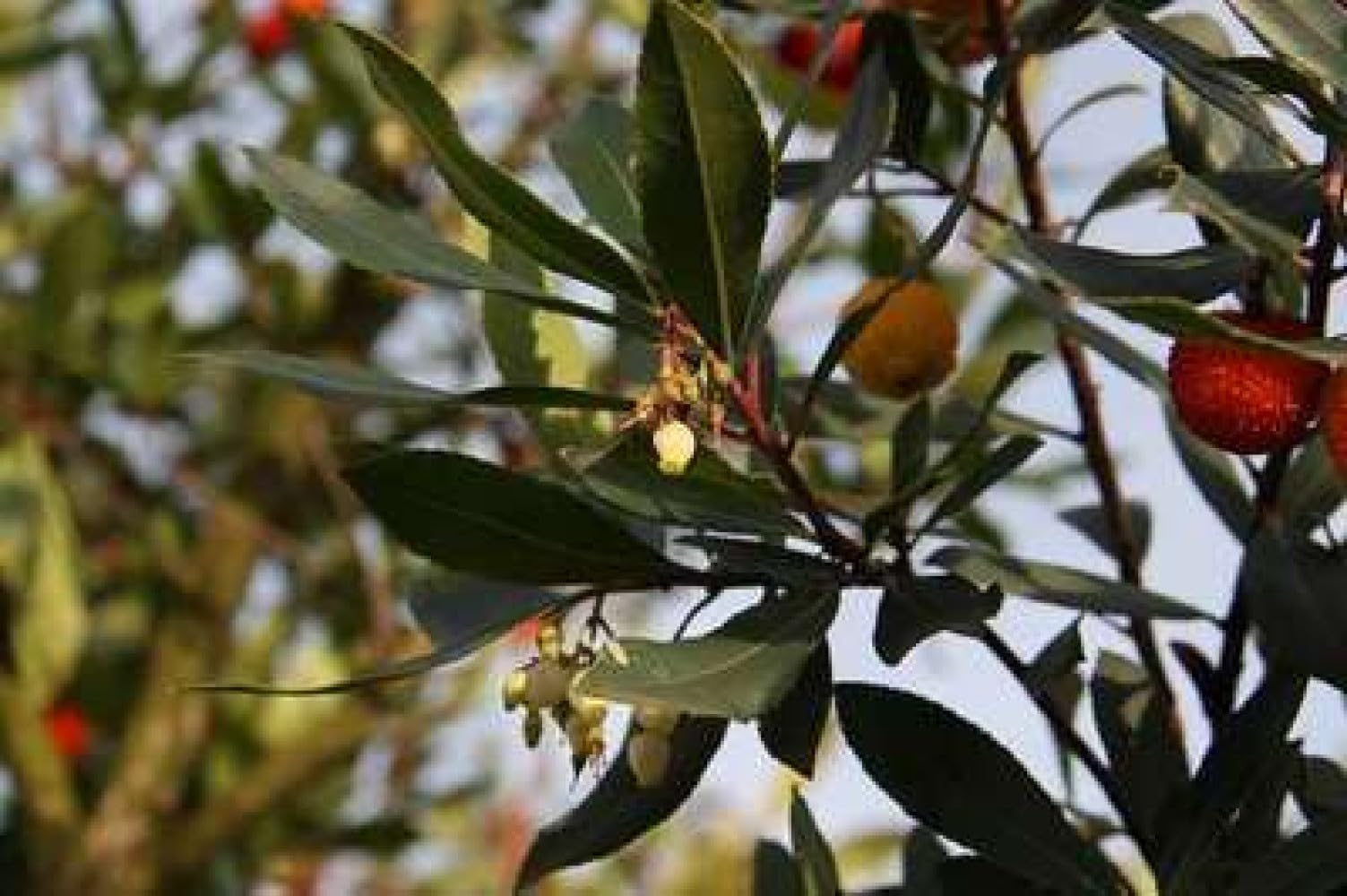 Arbutus unedo - Erdbeerbaum 60-80 cm Container
