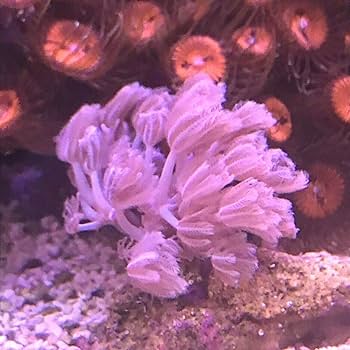 サンゴ礁 71FBQ5uChZL._UF350,350_QL80_.jpg