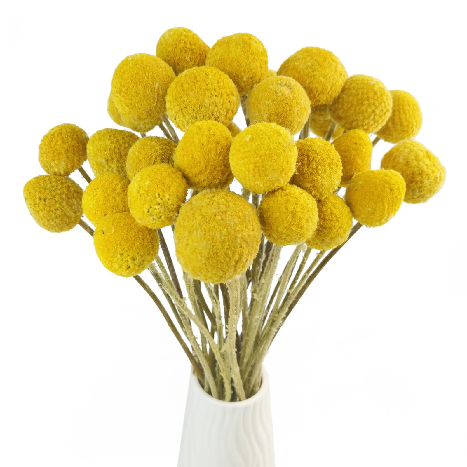 TooGet 30Pcs Natural Craspedia Dried Flowers Yellow Billy Buttons Balls Bouquet Bundles, Real Freshly Harvested Dry Plant Bunch Arrangements Decorate for Home Crafts, Party, Wedding, Store