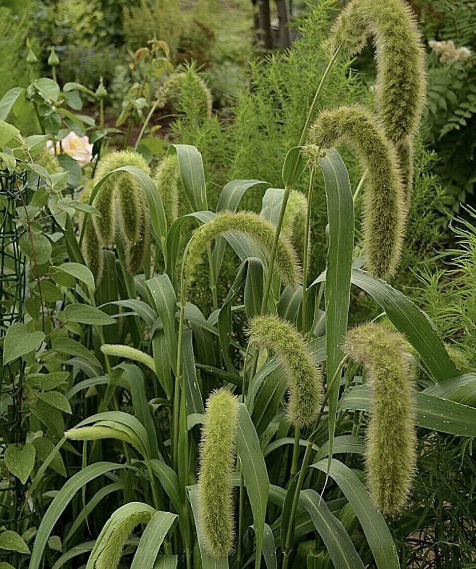 Ornamental Foxtail Grass Seeds, Setaria Italica, Beautiful Grass Plants for Home Garden Planting Seeds by Heavy Torch, Pack of 50 Seeds