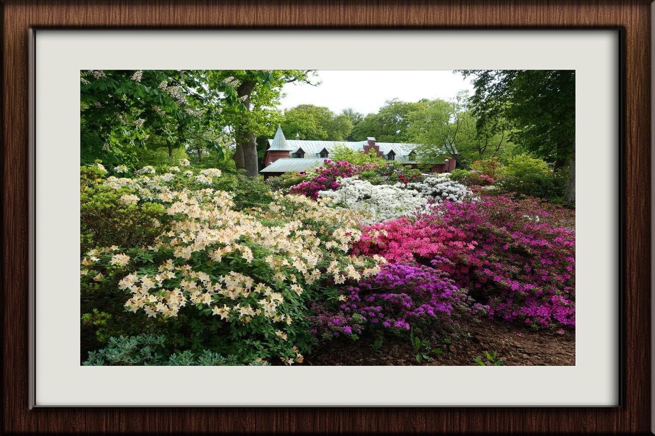JVERF - JZZI29406 Sweden Gardens Rhododendron Sofiero Castle Gardens|  Self-Adhesive Painting | Frameless : Amazon.in: Home Improvement
