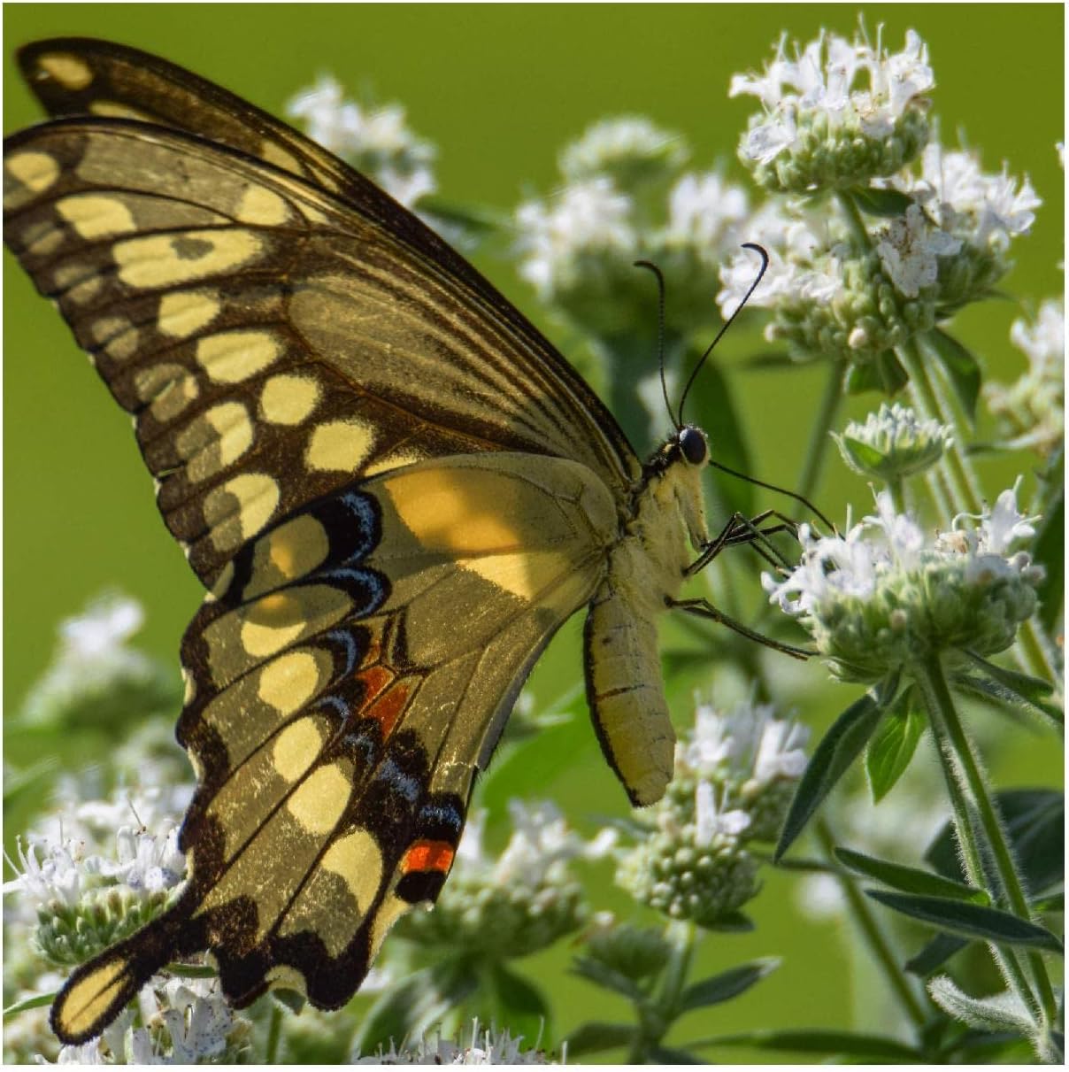 Everwilde Farms - 1 Oz Hairy Mountain Mint Native Wildflower Seeds - Gold Vault