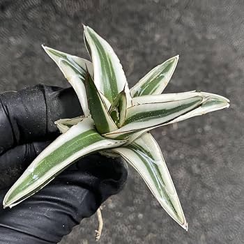 Amazon.co.jp: 多肉植物アガベ 氷山 極上小株 発根済 : DIY