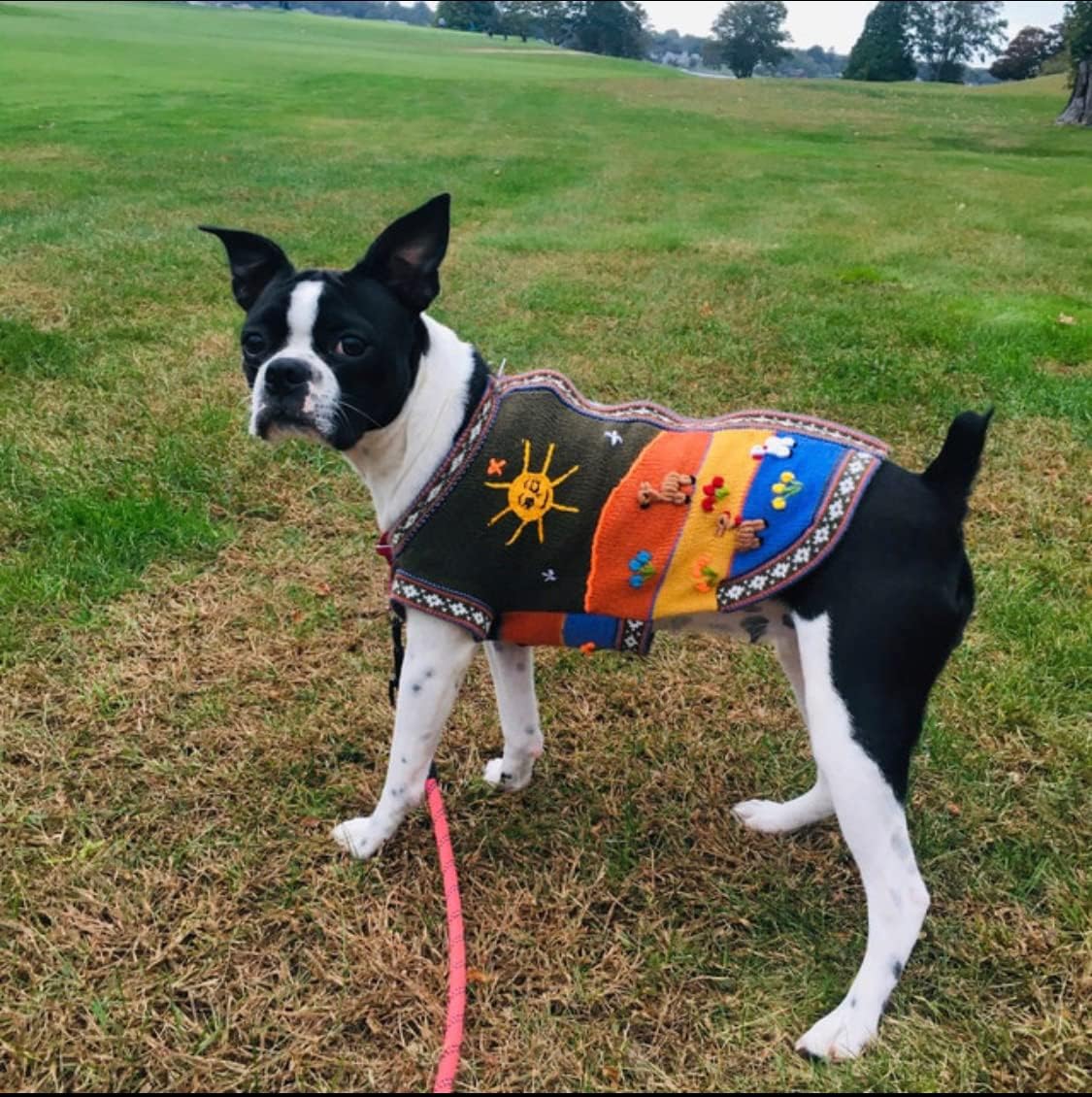Handmade Peruvian luxury dog sweater. MILITARY GREEN COLOR. SIZE 4 for dogs approx. 8-120lbs.