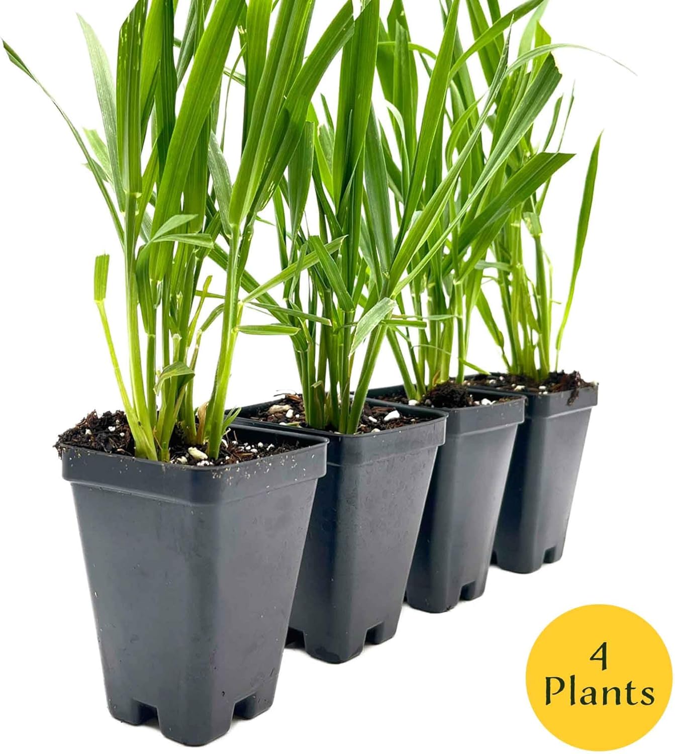 4 Cat Grass – Nutritious, Pet-Friendly Grazing Grass for Cats & Dogs for Gardens, Planters & Containers (Dactylis glomerata) in 2.5″ Cubes, Live Plants (4 Plants)