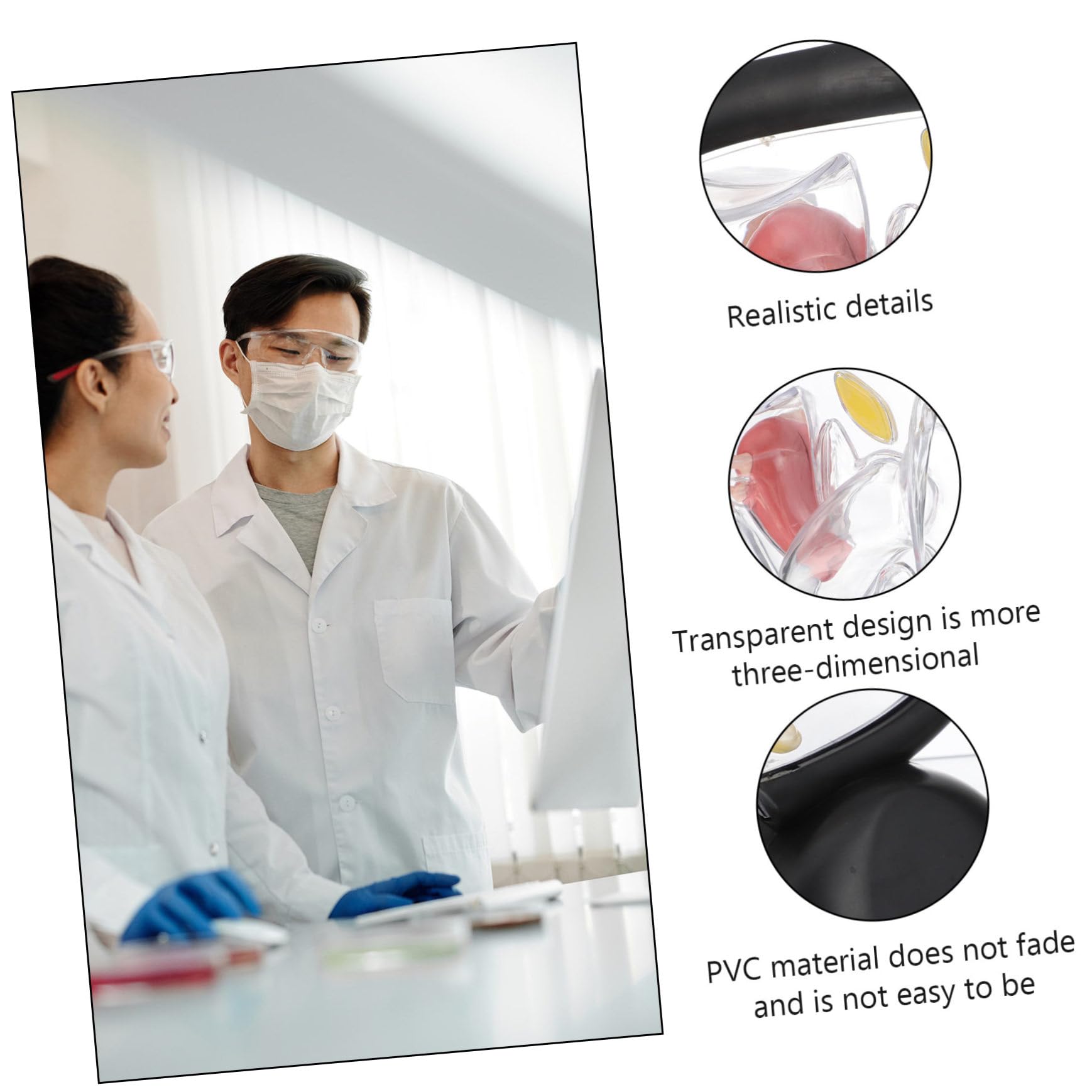 Modelo Médico de Útero Transparente Visible en Pvc para Enseñanza | Estructura Interna de Pared, Material Didáctico para Educación y Investigación Médica, Grupo Profesional Sanitario