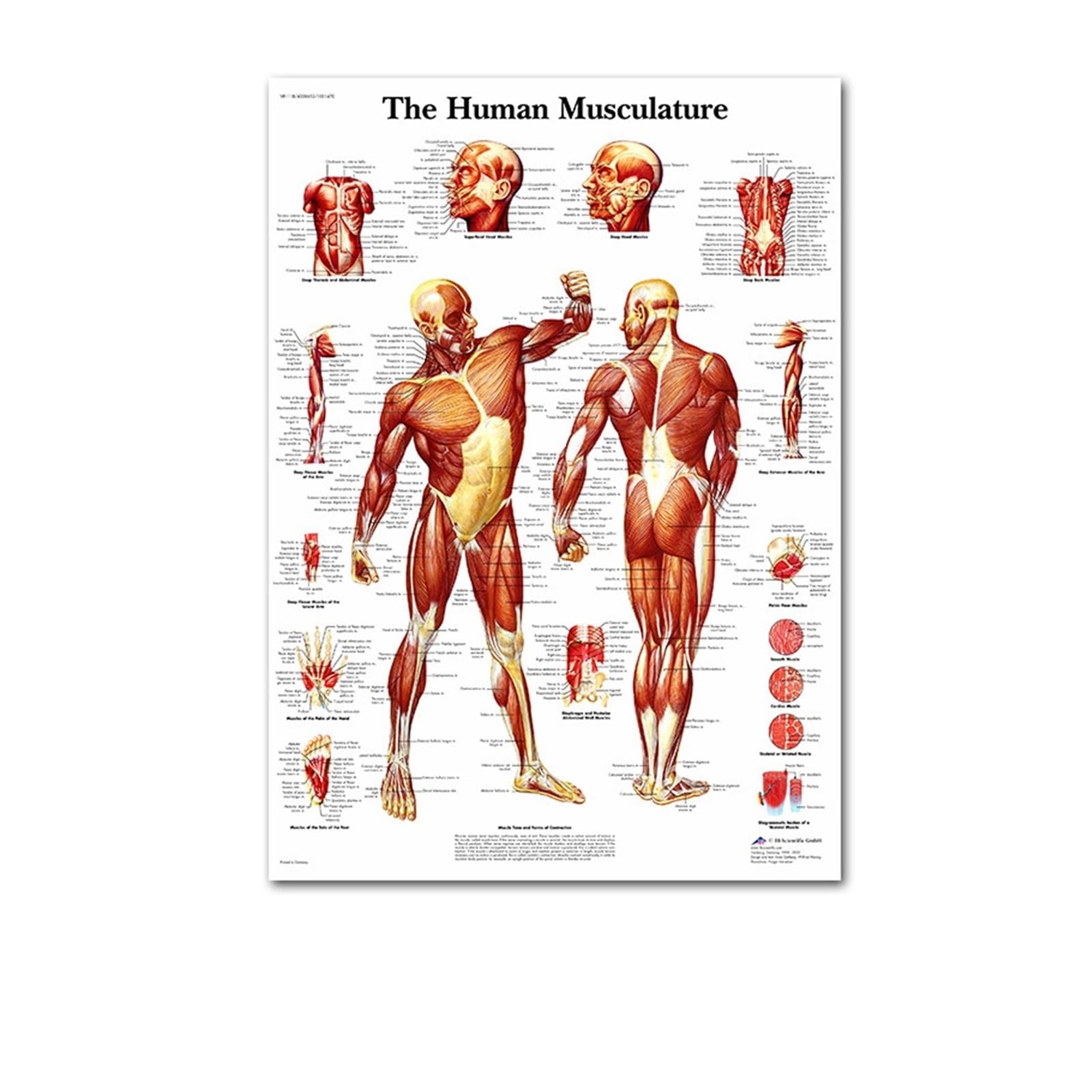 1pc Nerw Rdzeniowy Mózg Anatomiczny Ludzki Plakat Skandynawski Ciało Mapa Obraz Ścienny Na Płótnie Obrazy Do Salonu Home Unframed(L,50X70cm NoFrame)