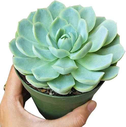 Miniatura 2 de Suculentas vivas Echeveria Elegans Bola de nieve mexicana de 4 pulgadas - Plantas suculentas vivas - Plantas suculentas raras vivas - Plantas