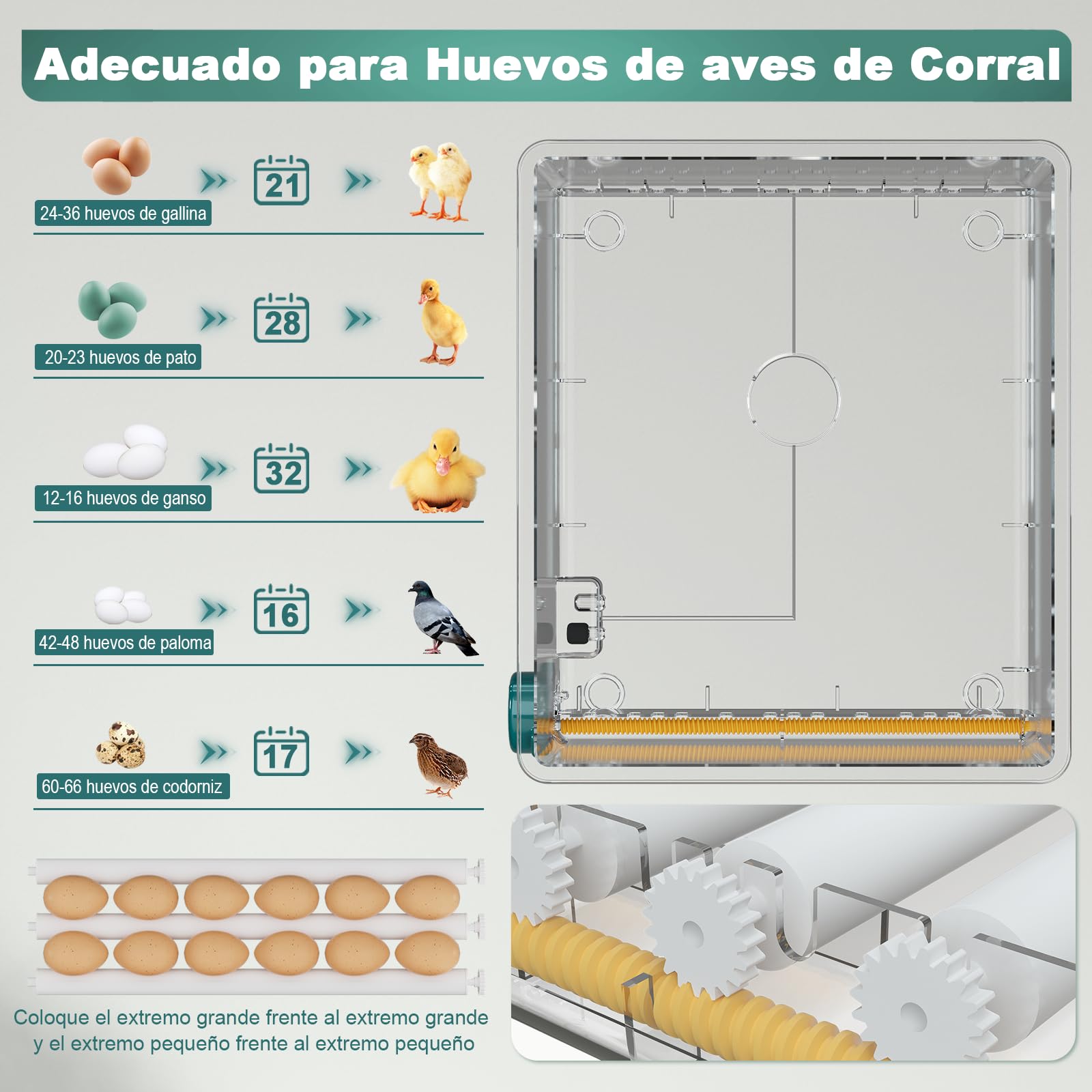 CoInceptus Incubadora Huevos Gallina, Incubadora de 24-36 Huevos con Volteo Automático de Huevos y Adición Automática de Agua, Incubadora con 4 Modos de Incubación Automáticos